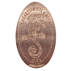 Lagartija colilarga – Pressmünze
