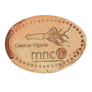Calamar – Geplette munt