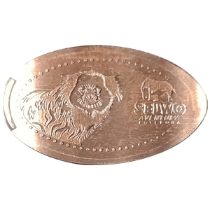 Tití Geoffroy – Moneda elongada