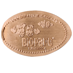 Peces payaso – Moneda elongada