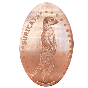 Suricata – Geplette munt